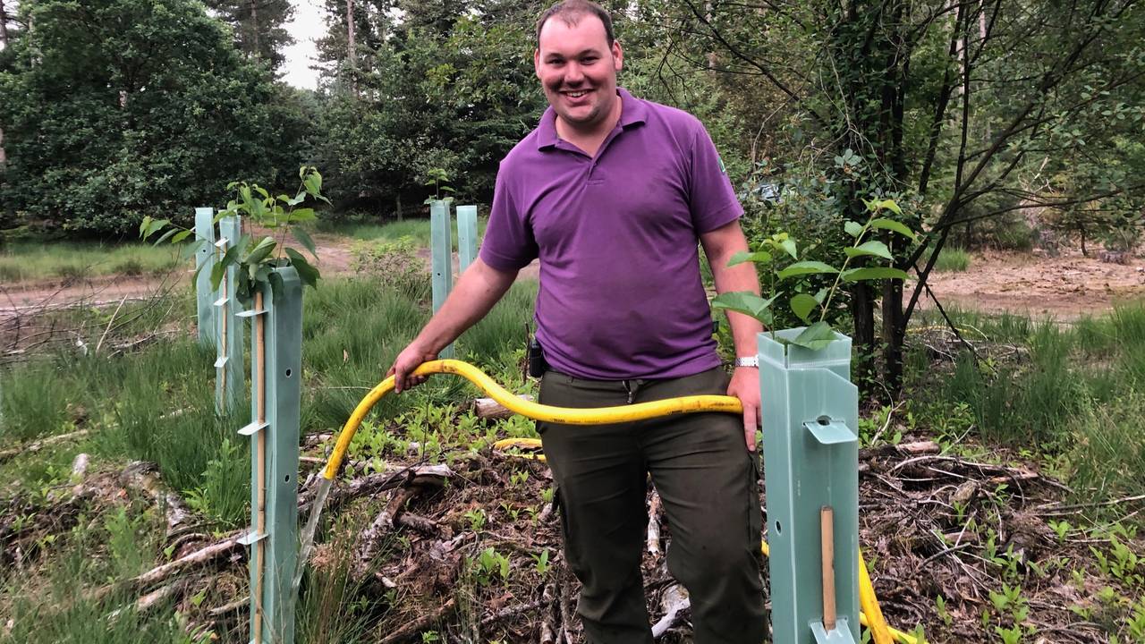 Frank Verdonschot van Staatsbosbeheer geeft de boompjes water (Foto: René van Hoof)