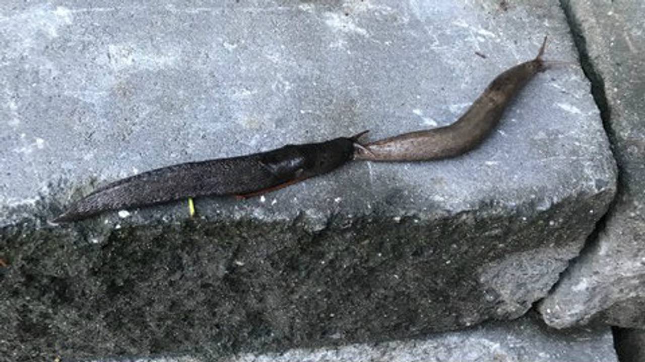 Twee naaktslakken (foto: Annie en Toon den Boer).
