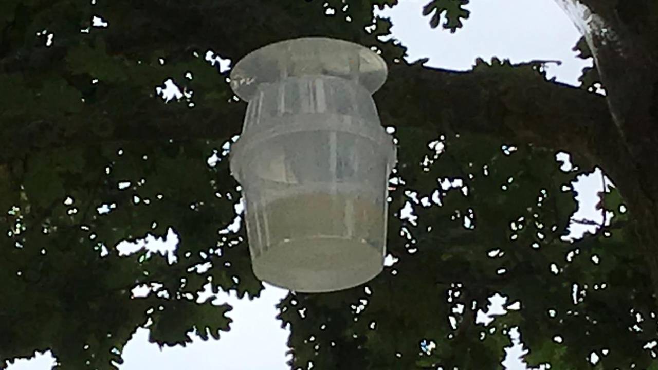 Een feromoonval in de boom. Foto: gemeente Laarbeek