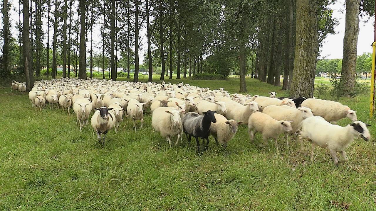 De schaapskudde van John Sterrenburg (foto: Rob Bartol)
