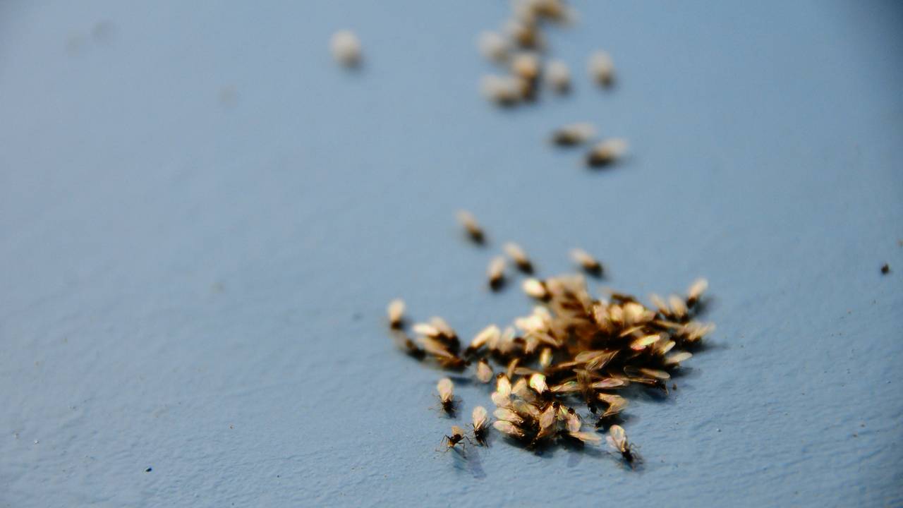 Foto: Frank Wouters / Flickr