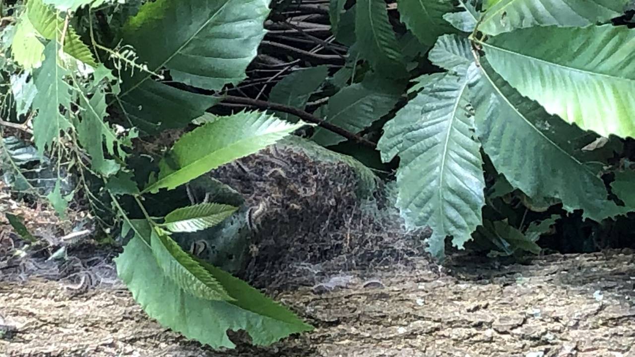 Een nest bij een sportpark in Kaatsheuvel.