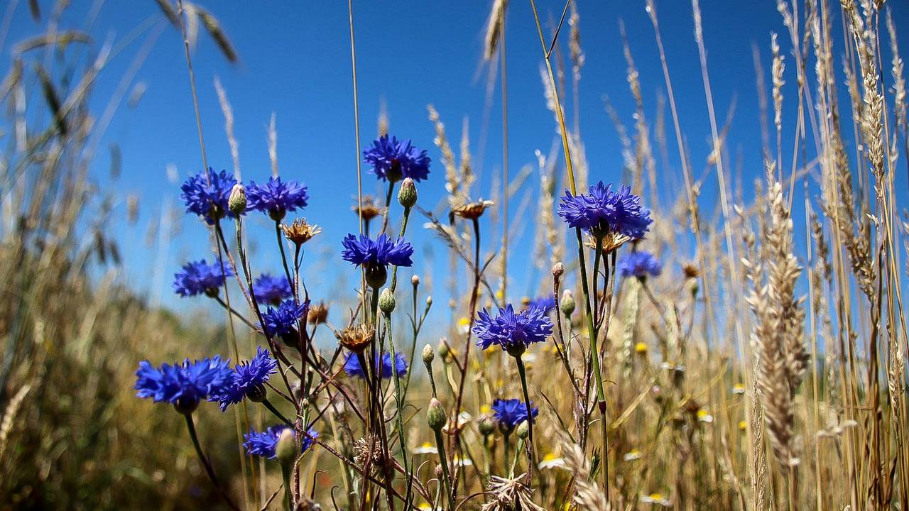 Korenbloemen bij een helderblauwe lucht. (Foto: Lida Verkade)