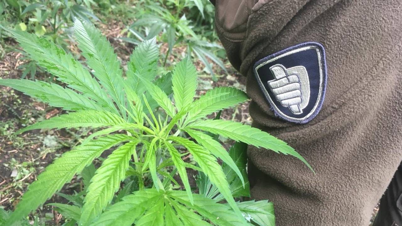 Wietplanten (foto: archief) 