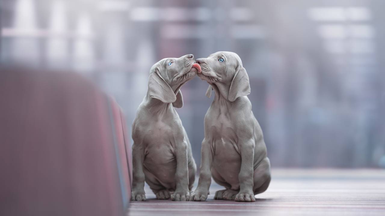 De winnende foto van twee kussende pups.