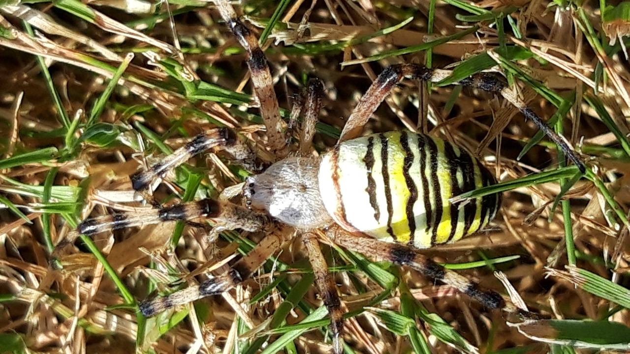 Een wespspinvrouwtje. (Foto: Jos van Kalmthout)