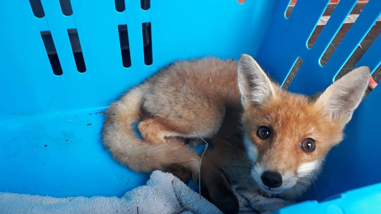 De dierenarts liet het vosje ingeslapen. (Foto: Dierenambulance Brabant Zuid-Oost)