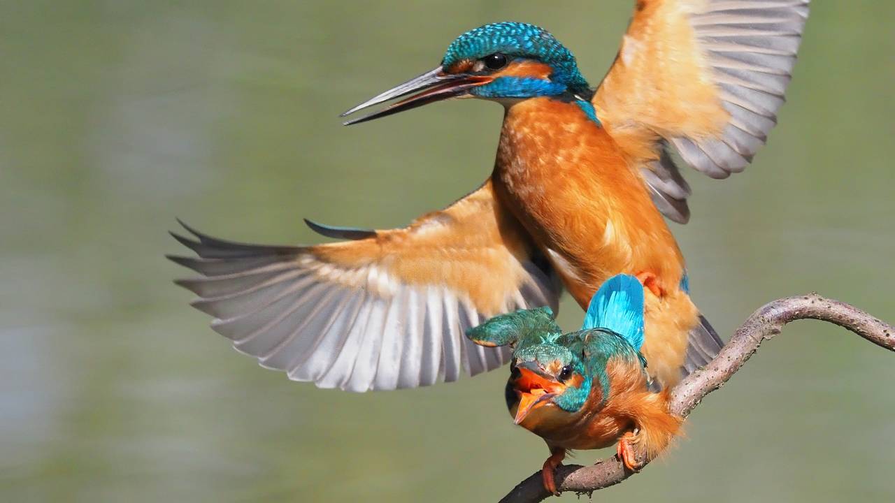 IJsvogeltjes in het Helmondse natuurgebied De Groene Punt (foto: Cor van Spijk).