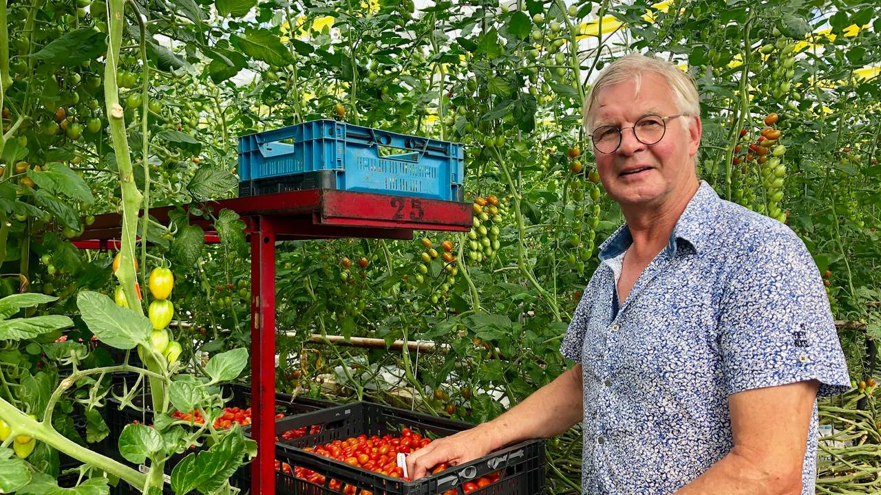 Tomatenkweker Geert van Adrichem (Foto: Erik Peeters)