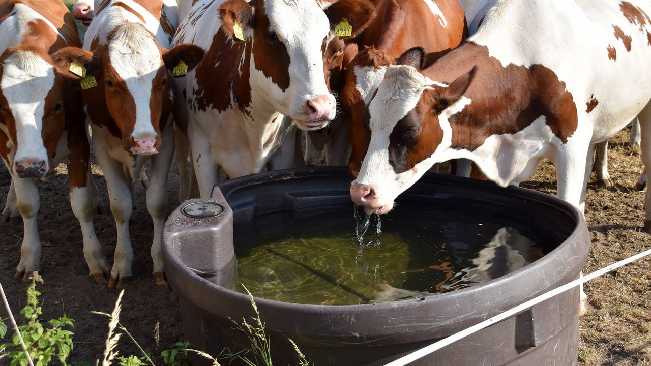 Koeien in Budel drinken water (Foto: Ben Saanen).