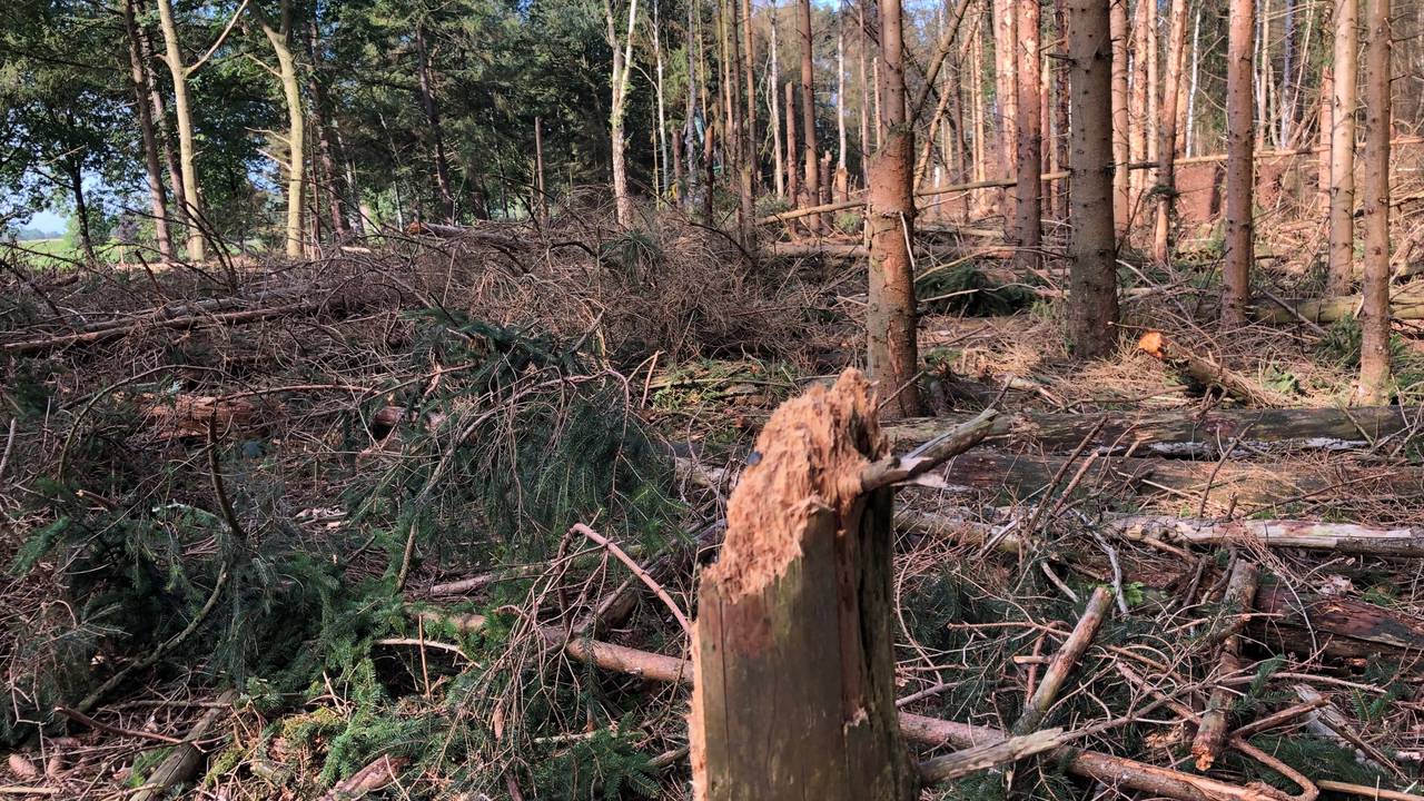 Dode Fijnsparren in het Leenderbos