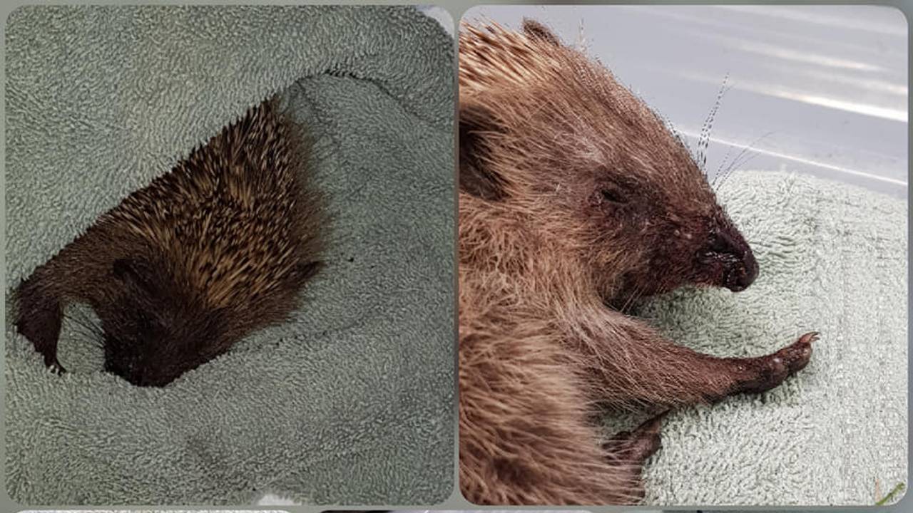 Videobeelden opgedoken van potje voetbal met jonge egel in Oss - Omroep  Brabant