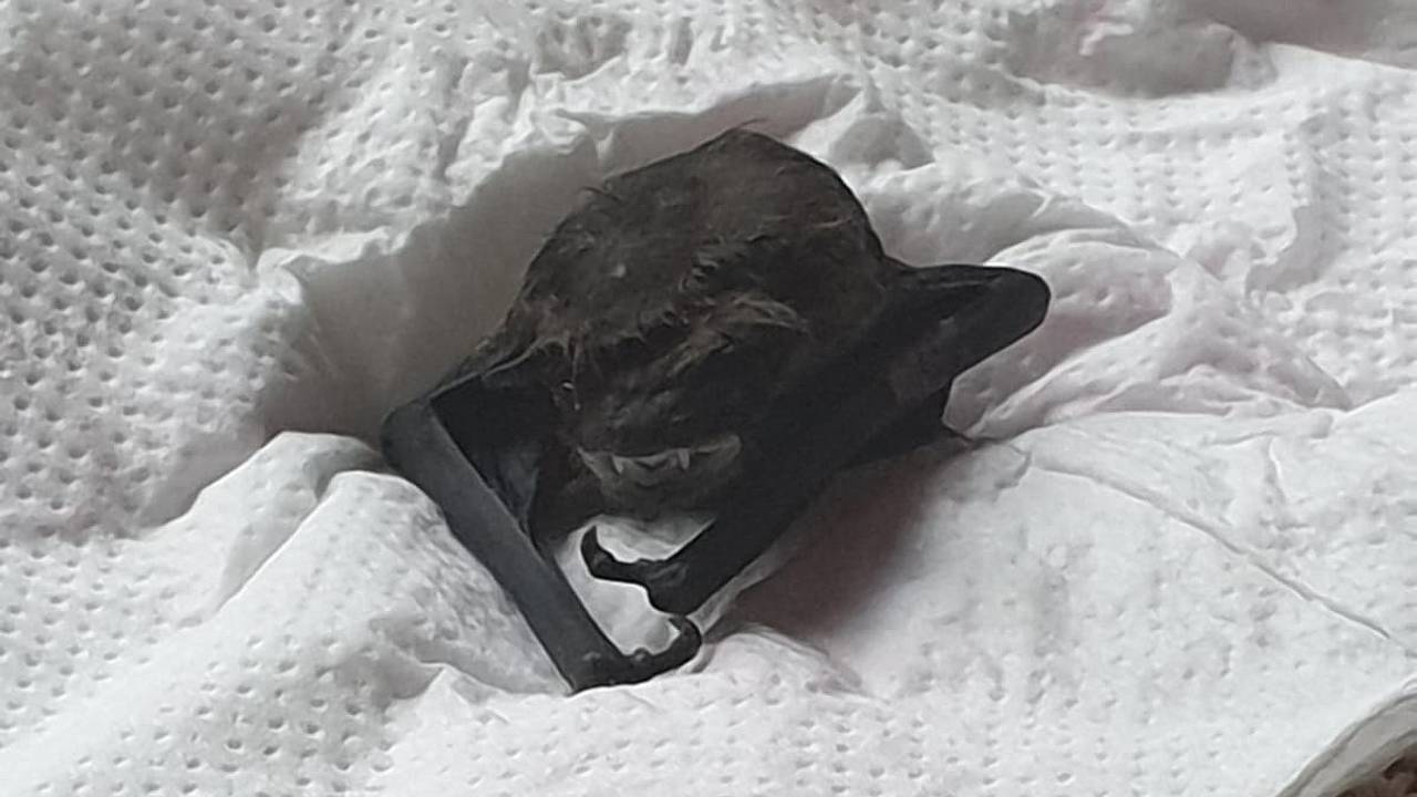 De vleermuis werd na anderhalf uur bevrijd (foto: Jeroen).