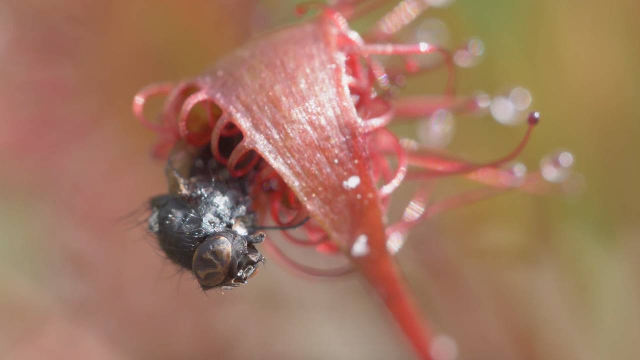 Vleesetende plant vangt vliegjes.