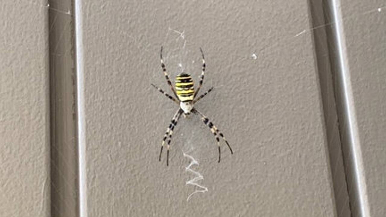 Een wespspin. (Foto: Esther Hoefs)