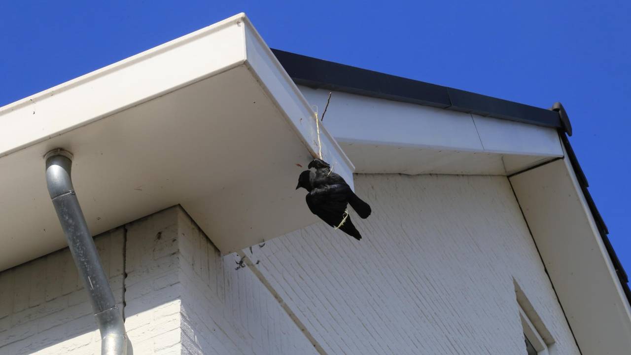 De kauw bungelde aan de dakgoot. (Foto: Harrie Grijseels/SQ Vision Mediaprodukties)