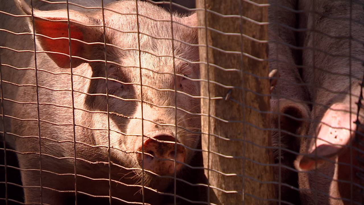 Koninklijk bezoek voor Herenboeren in Boxtel (foto: Jan Peels).