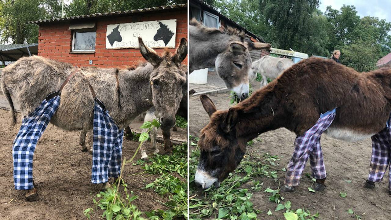 Ezels Sebastiaan en Harold in hun pyjamabroek (Foto: Stichting de Ezelshoeve).