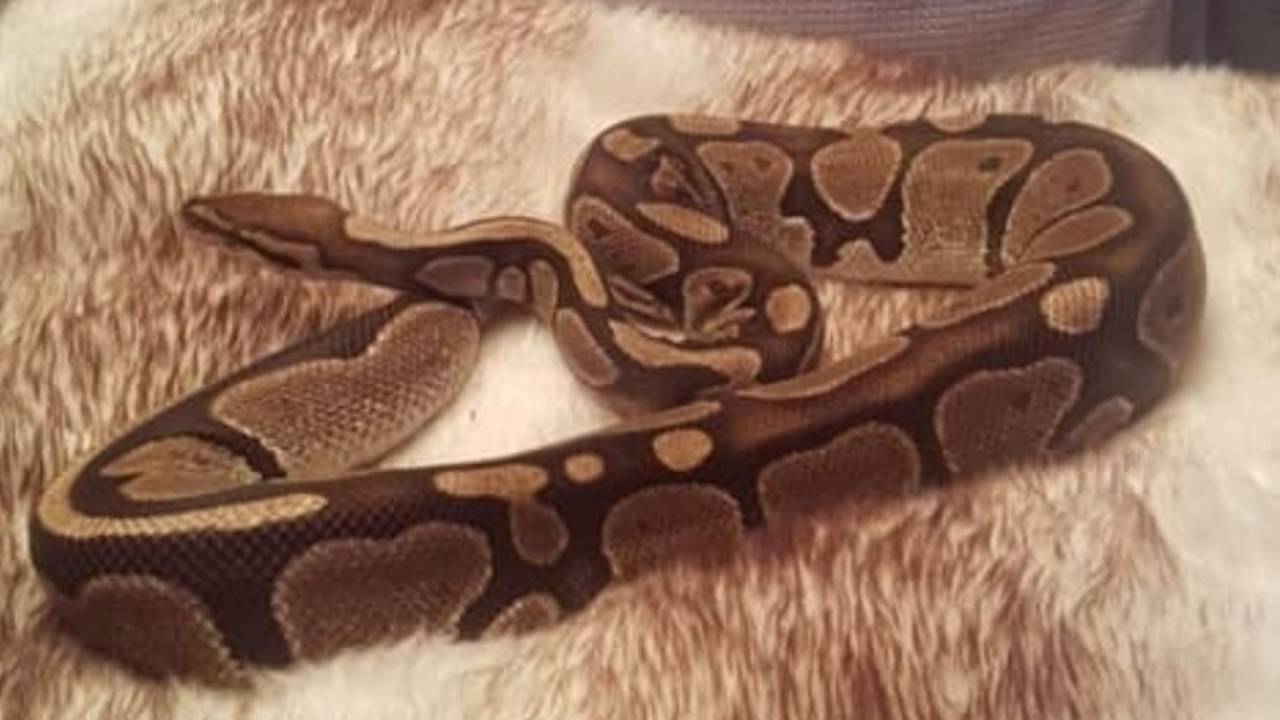 Clyde was ontsnapt (foto: Dierenambulance Land van Cuijk).