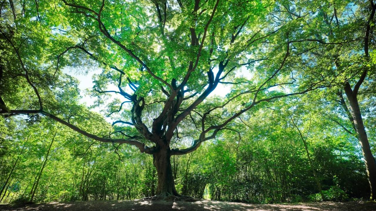 De Heksenboom van Zwarte Kaat. (Foto: Mark Kohn)