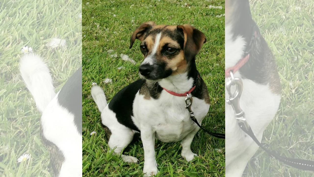 Luna heeft na vier jaar nog altijd gezondheidsproblemen.