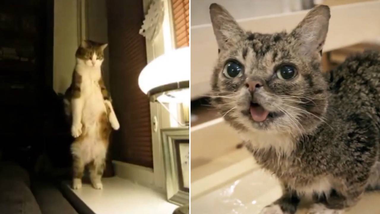 De kattenfilm duurt 70 minuten. (Foto: beelden uit de trailer van CatVideoFest 2019)