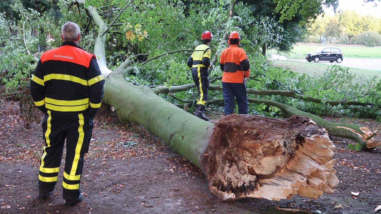 De tak is op z'n dikt een meter breed. (Foto: Jeroen Stuve)
