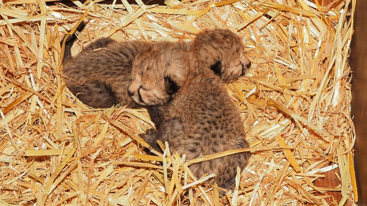 De twee pasgeboren baby's van moeder Kate  (Foto: Beeks Bergen)