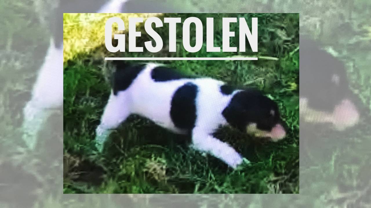 Op deze foto is Saartje vijf weken oud. (Foto: Facebook)