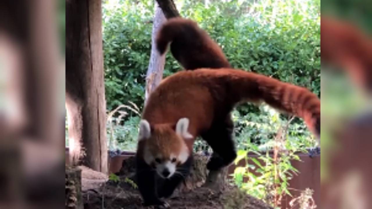 De rode panda's klimmen met z'n drieën lekker rond(Beeld: Beekse Bergen).