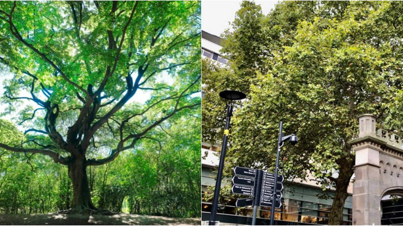 De Heksenboom links (Foto: Mark Kohn) en rechts de Rotterdamse Lijnbaanplataan (foto: Jacco van Giessen/Rijnmond)