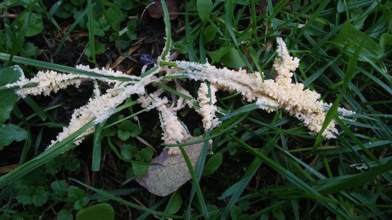 Een witte slijmzwam. (foto: Truus Willems)
