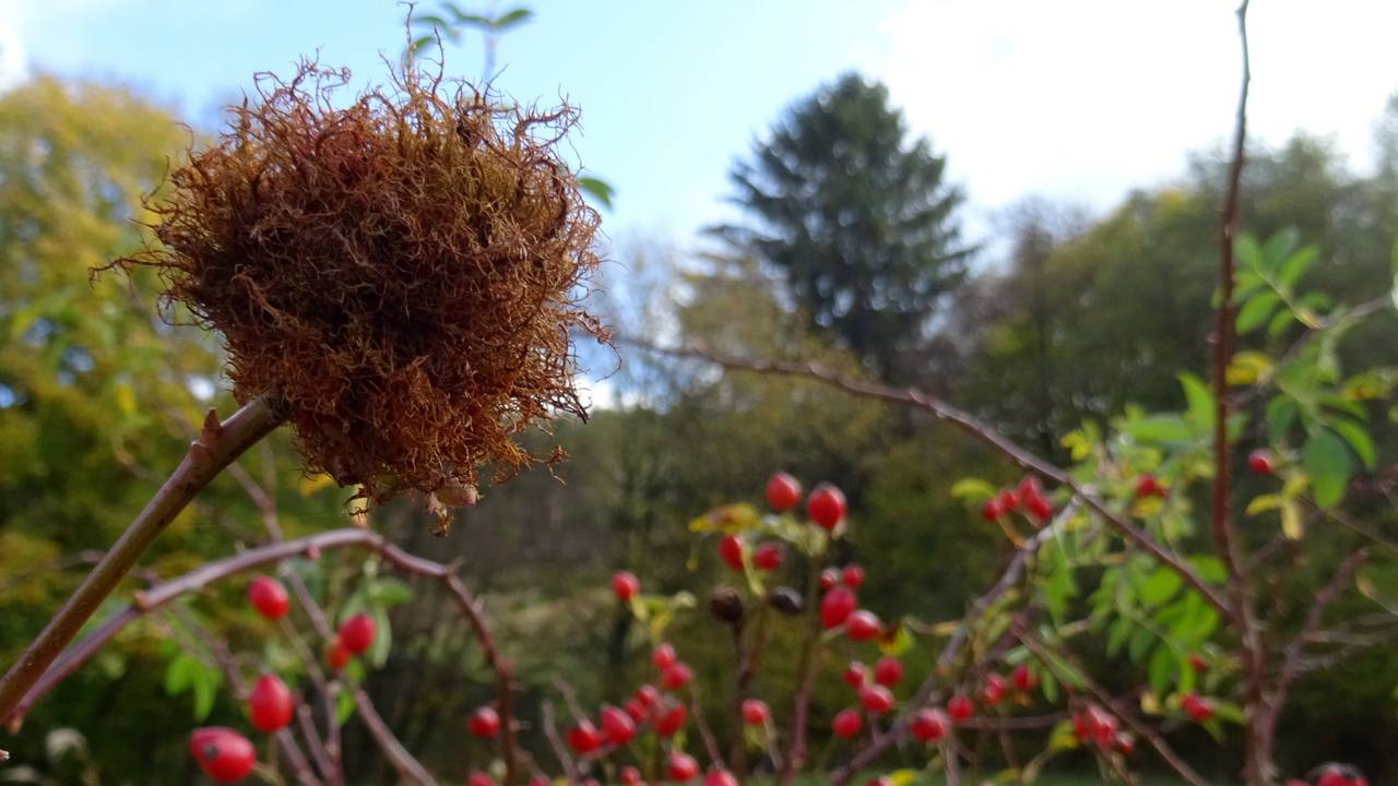 Een rozengal. (Foto: Loes Westgeest)