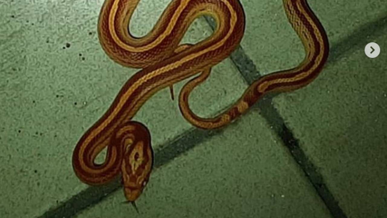 De rattenslang werd gevonden in een berging