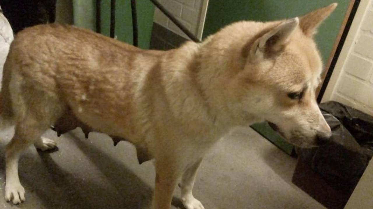 Deze akita werd vorige week gevonden (foto: Facebook Dierenambulance Brabant Noord-Oost).