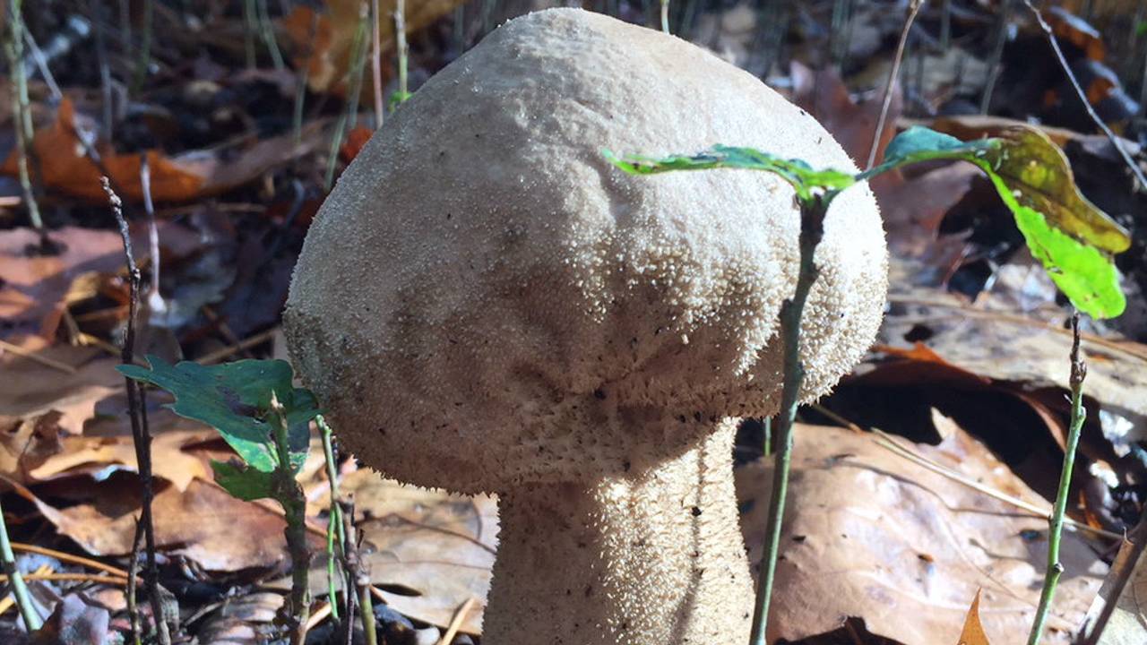 Parelstuifzwam met wratjes. (Foto: Karin Kanen)