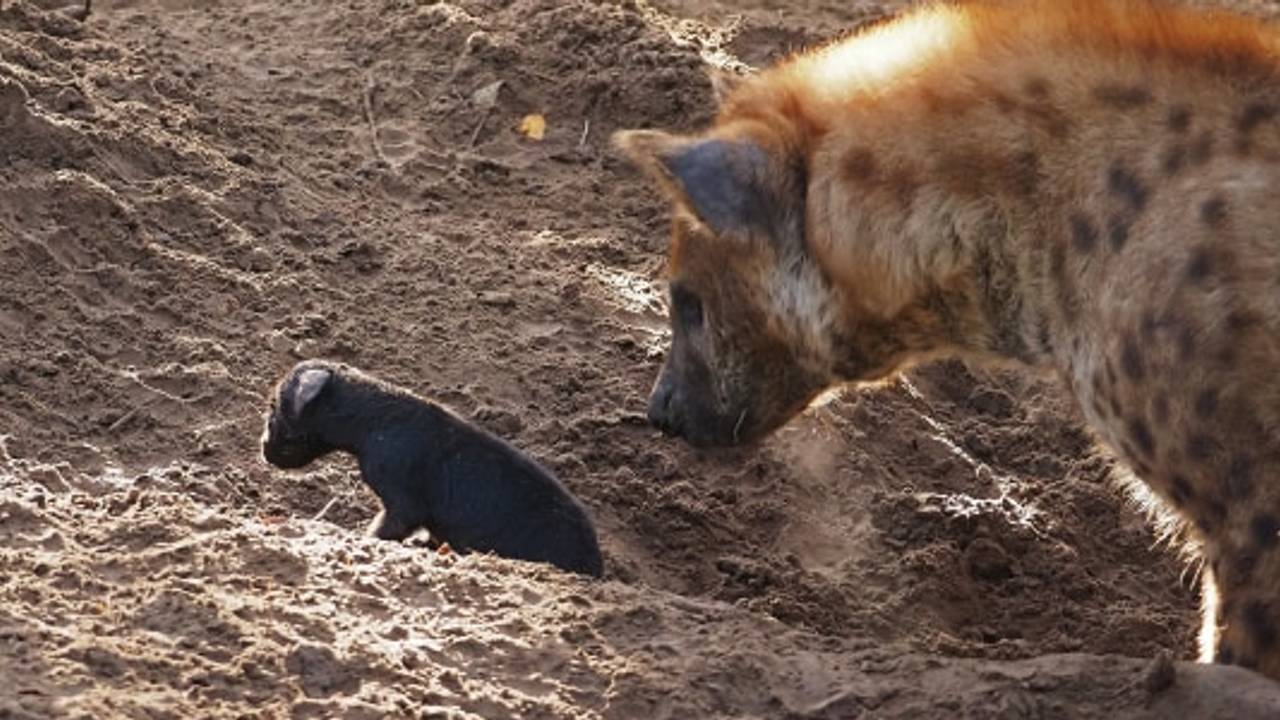 De kleine pup met moeder hyena (foto: Beekse Bergen).