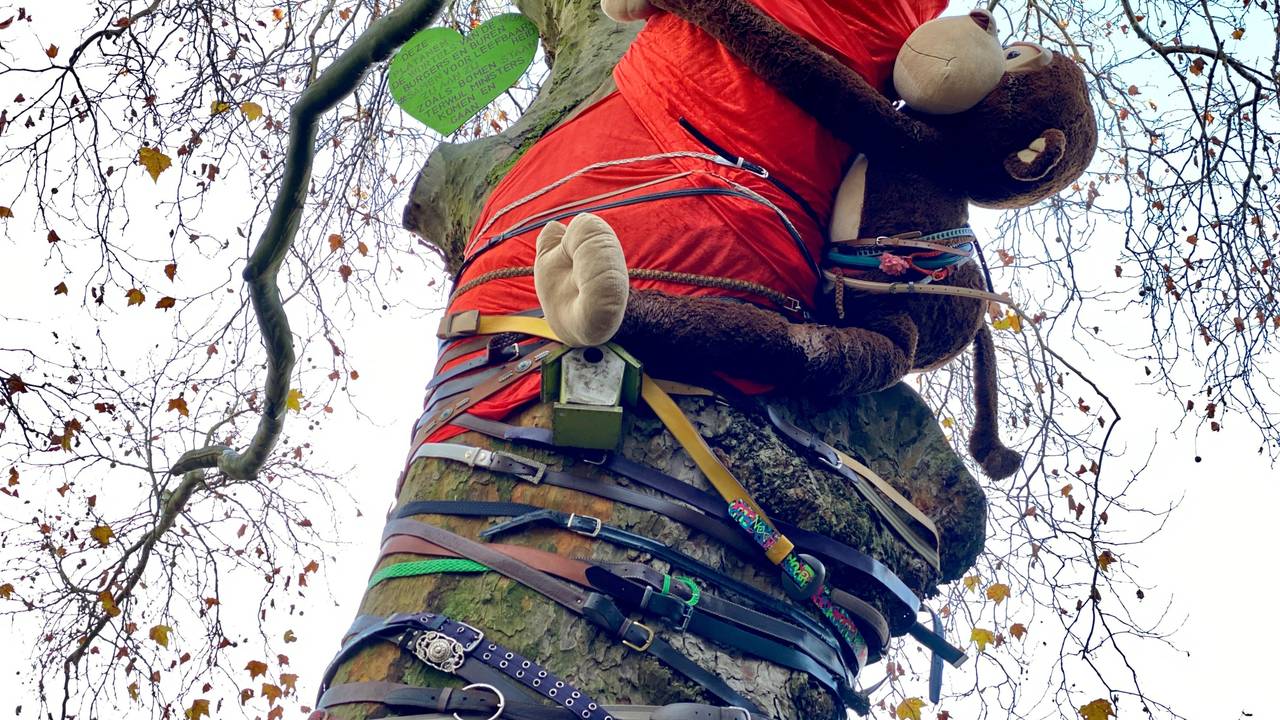 Versierde bomen om actie te voeren tegen kap (foto: Jan Peels).