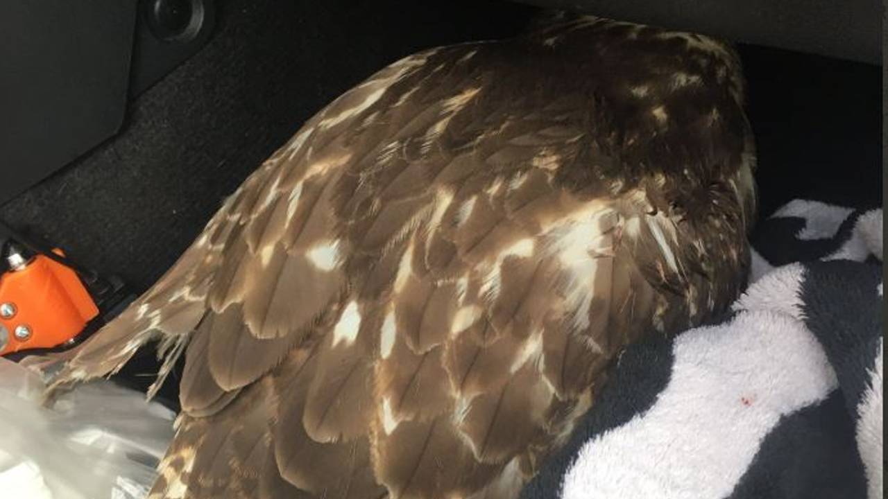 De buizerd werd gered. (Foto twitter: @wis_robertvdA)