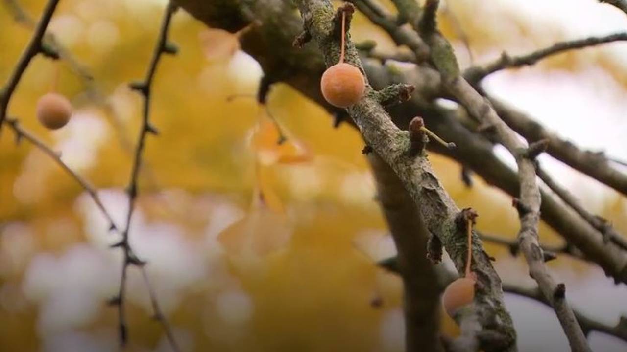 De vrucht van deze boom zorgt voor de stank. (Foto: NOS)