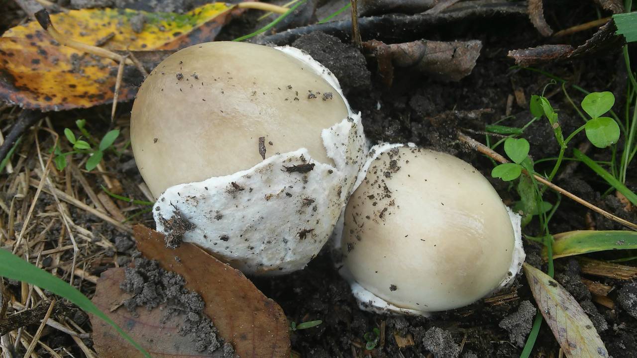 Duivelseieren (foto: Thea Willems).