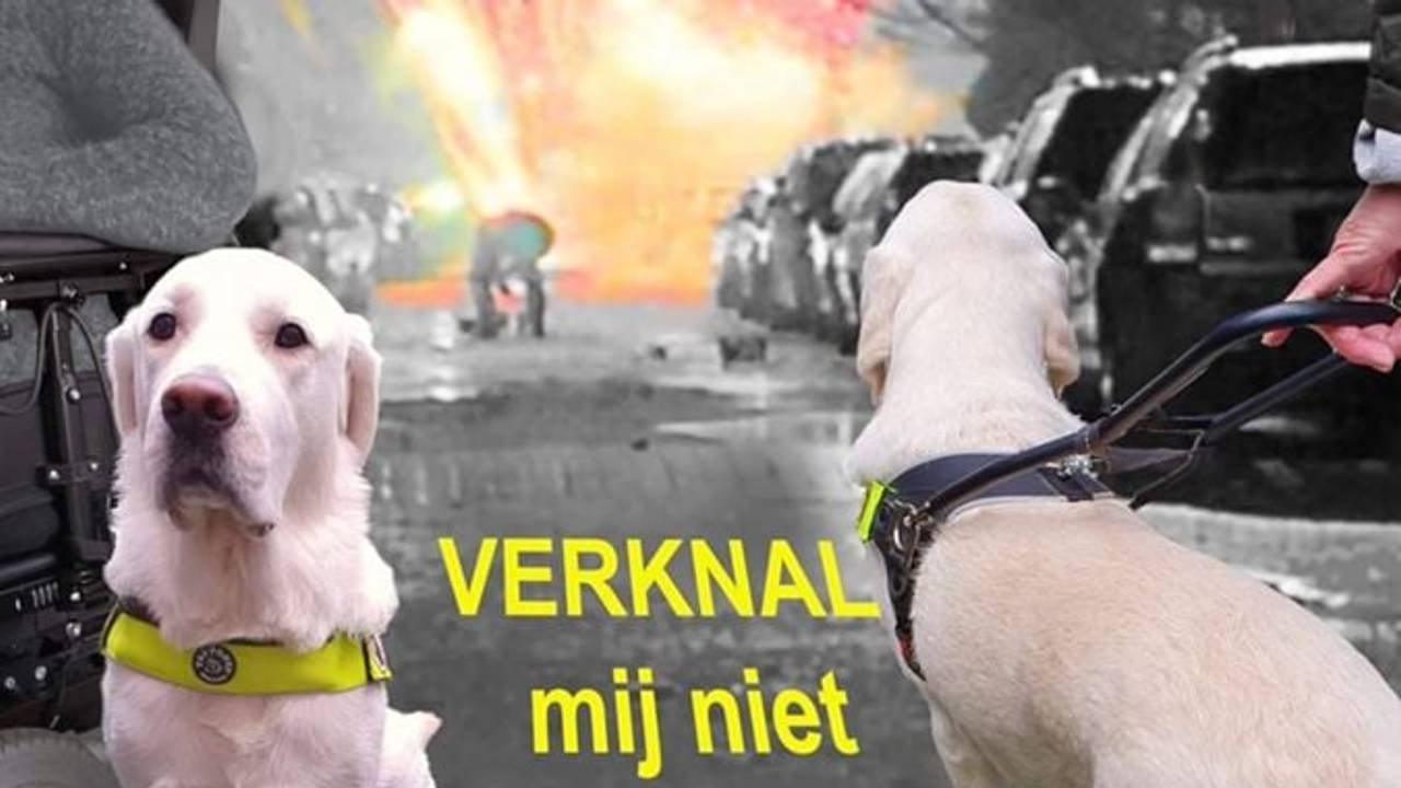 Hulphonden van CLiCK uit Arnhem zouden maandag in Tilburg bekogeld zijn met rotjes. (Beeld: Hulphondenschool de CLiCK)