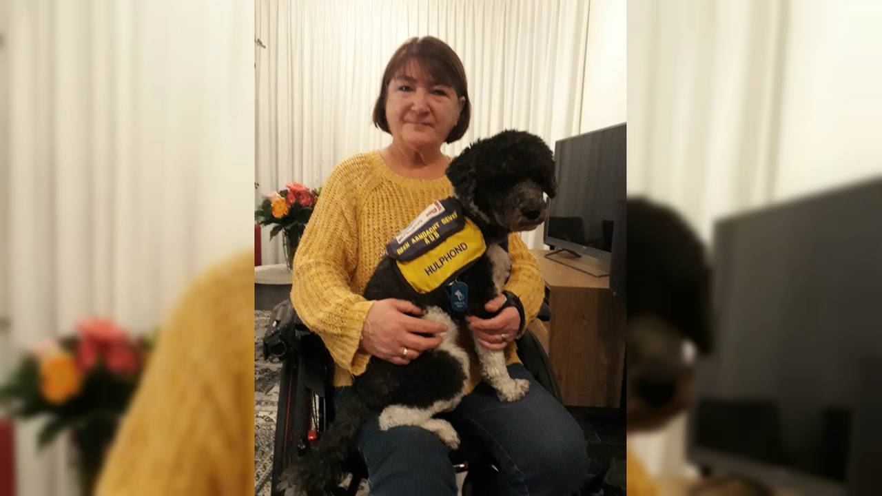 De hulphond van Wilma wil na een vuurwerkincident niet meer op straat werken. (Foto: Hulphondenschool De CliCK)