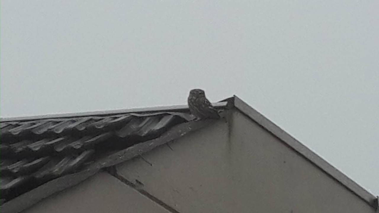 Een steenuil bij zijn uitkijkpost op dak. (Foto: Marianne Jansen)