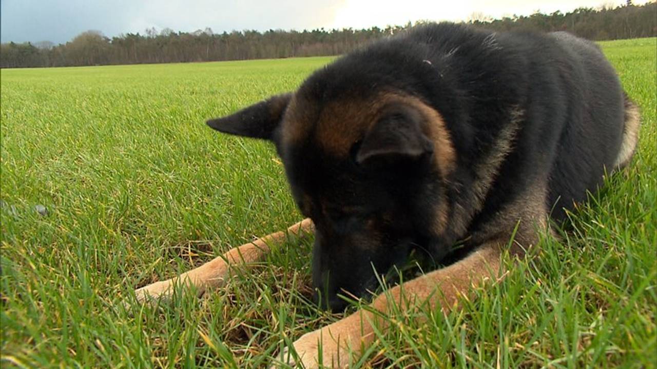 Speurhond Victor gaat zaterdag opnieuw voor het Nederlands kampioenschap. (Archieffoto)