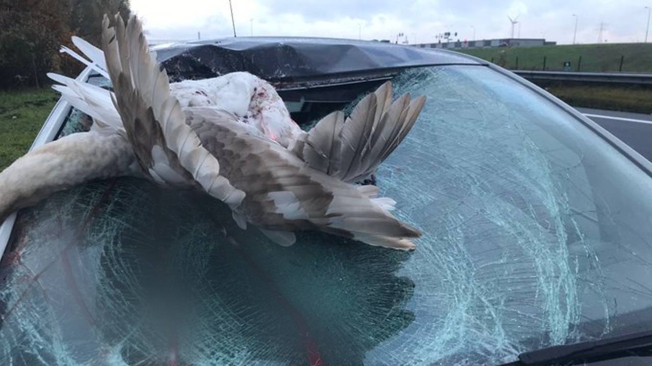 De onfortuinlijke zwaan (foto: weginspecteur Jeroen/Twitter)