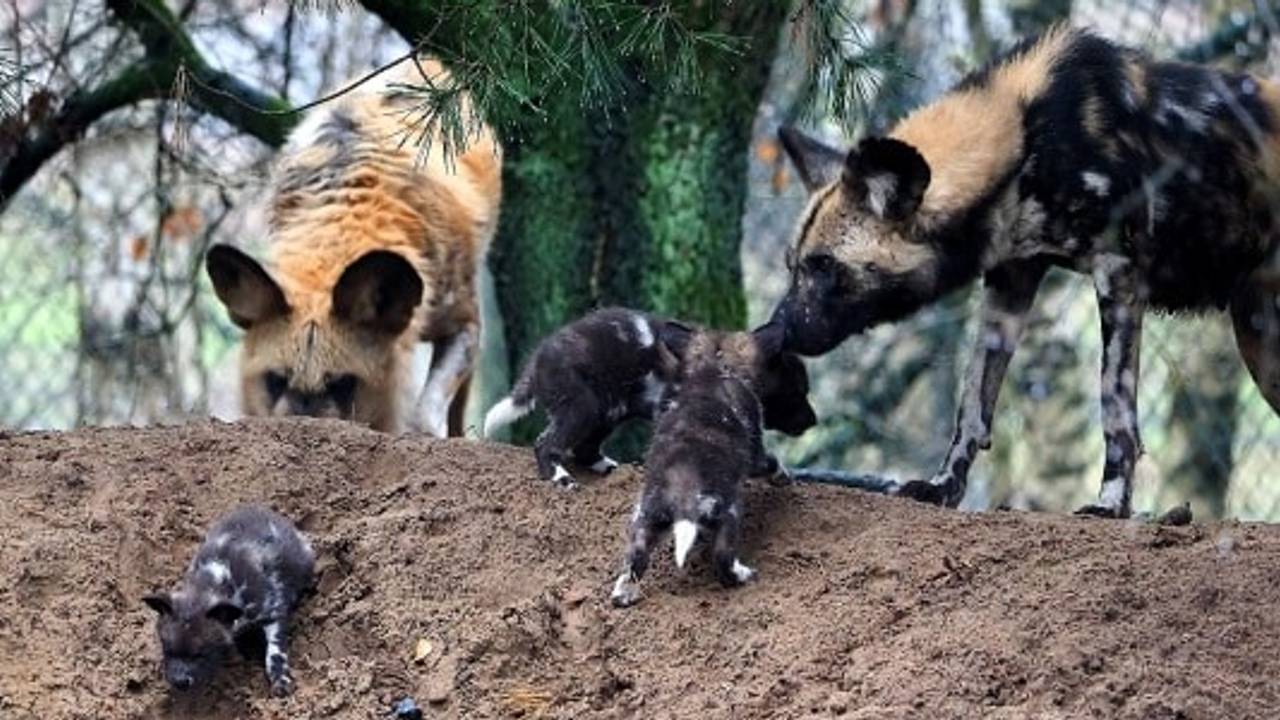 Vier pups geboren in Safaripark Beekse Bergen (foto: Beekse Bergen).