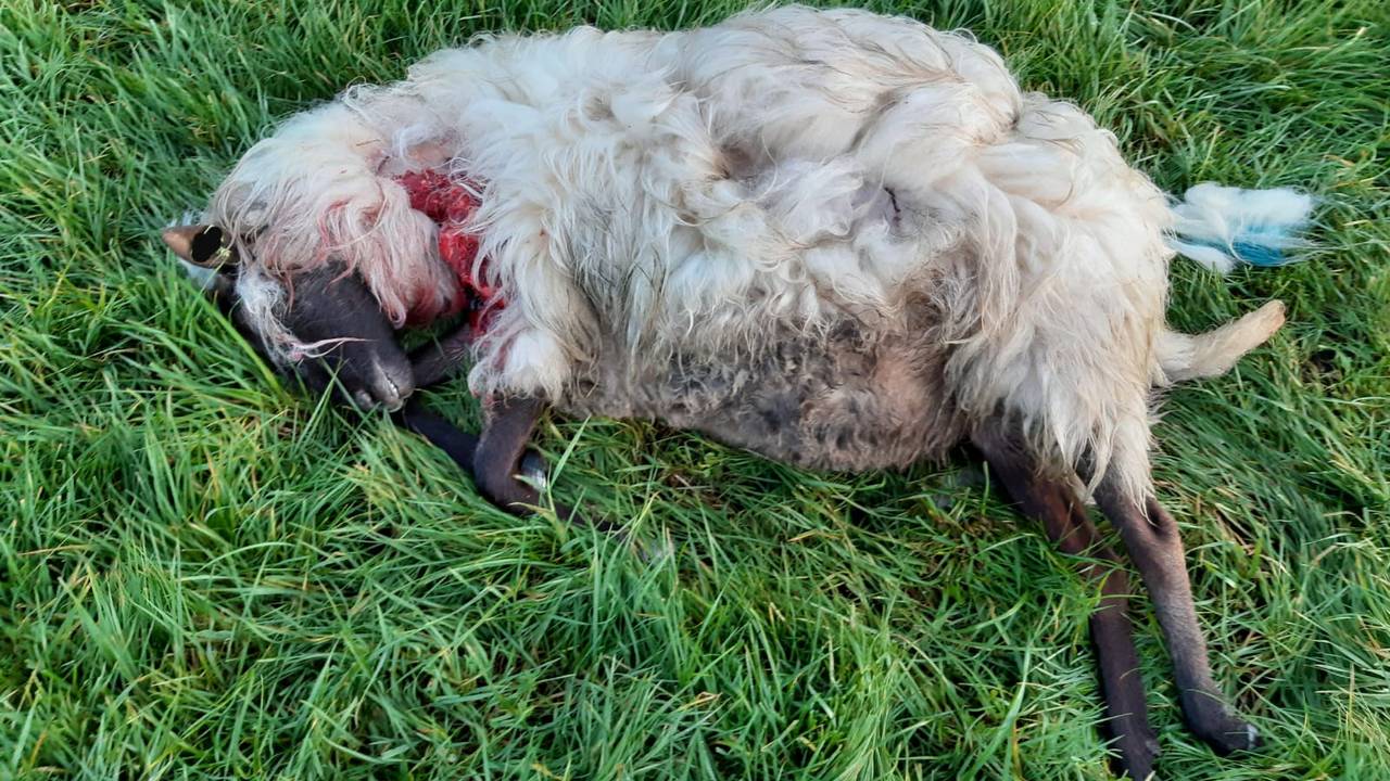 Een doodgebeten schaap (archieffoto).