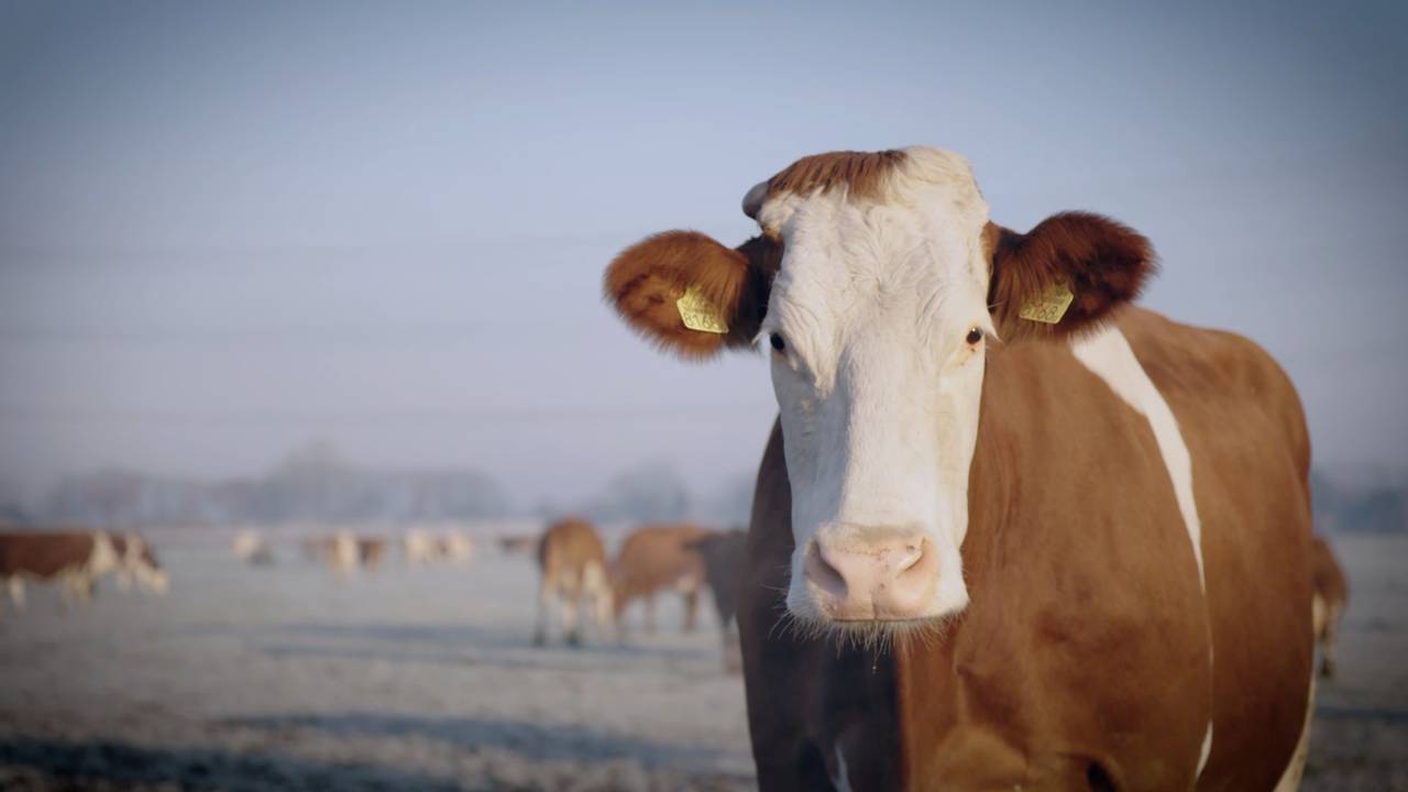 Een van Miekes koeien.