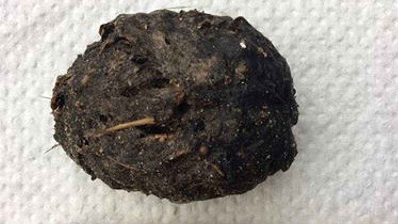 Een braakbal van een kerkuil (Foto: H. Achter)